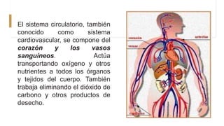 El sistema circulatorio, también
conocido como sistema
cardiovascular, se compone del
corazón y los vasos
sanguíneos. Actúa
transportando oxígeno y otros
nutrientes a todos los órganos
y tejidos del cuerpo. También
trabaja eliminando el dióxido de
carbono y otros productos de
desecho.
 