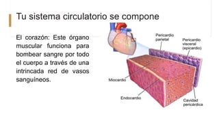 Tu sistema circulatorio se compone
El corazón: Este órgano
muscular funciona para
bombear sangre por todo
el cuerpo a través de una
intrincada red de vasos
sanguíneos.
 