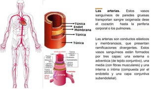 Las arterias. Estos vasos
sanguíneos de paredes gruesas
transportan sangre oxigenada dese
el cozazón hasta la periferia
corporal o los pulmones.
Las arterias son conductos elásticos
y membranosos, que presentan
ramificaciones divergentes. Estos
vasos sanguíneos están formados
por tres capas: una externa o
adventicia (de tejido conjuntivo), una
media (con fibras musculares) y una
interna o íntima (compuesta por el
endotelio y una capa conjuntiva
subendotelial).
 