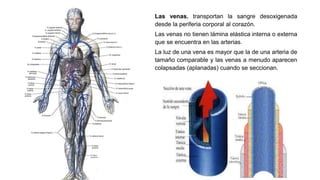 Las venas. transportan la sangre desoxigenada
desde la periferia corporal al corazón.
Las venas no tienen lámina elástica interna o externa
que se encuentra en las arterias.
La luz de una vena es mayor que la de una arteria de
tamaño comparable y las venas a menudo aparecen
colapsadas (aplanadas) cuando se seccionan.
 