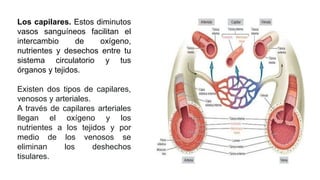 Los capilares. Estos diminutos
vasos sanguíneos facilitan el
intercambio de oxígeno,
nutrientes y desechos entre tu
sistema circulatorio y tus
órganos y tejidos.
Existen dos tipos de capilares,
venosos y arteriales.
A través de capilares arteriales
llegan el oxígeno y los
nutrientes a los tejidos y por
medio de los venosos se
eliminan los deshechos
tisulares.
 