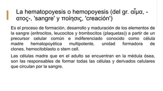 La hematopoyesis o hemopoyesis (del gr. αἷμα, -
ατος-, 'sangre' y ποίησις, 'creación')
Es el proceso de formación, desarrollo y maduración de los elementos de
la sangre (eritrocitos, leucocitos y trombocitos (plaquetas)) a partir de un
precursor celular común e indiferenciado conocido como célula
madre hematopoyética multipotente, unidad formadora de
clones, hemocitoblasto o stem cell.
Las células madre que en el adulto se encuentran en la médula ósea,
son las responsables de formar todas las células y derivados celulares
que circulan por la sangre.
 