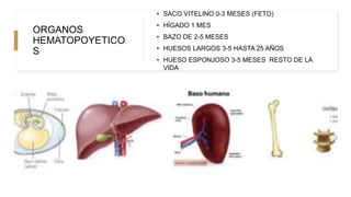 ORGANOS
HEMATOPOYETICO
S
• SACO VITELINO 0-3 MESES (FETO)
• HÍGADO 1 MES
• BAZO DE 2-5 MESES
• HUESOS LARGOS 3-5 HASTA 25 AÑOS
• HUESO ESPONJOSO 3-5 MESES RESTO DE LA
VIDA
 