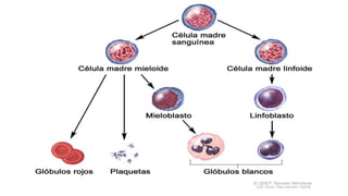 ANATOMIA HUMANA.pptx