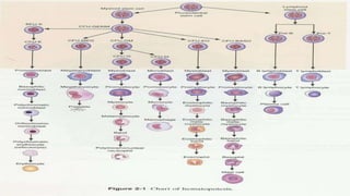 ANATOMIA HUMANA.pptx
