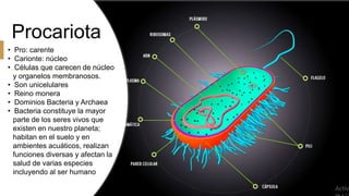 Procariota
• Pro: carente
• Carionte: núcleo
• Células que carecen de núcleo
y organelos membranosos.
• Son unicelulares
• Reino monera
• Dominios Bacteria y Archaea
• Bacteria constituye la mayor
parte de los seres vivos que
existen en nuestro planeta;
habitan en el suelo y en
ambientes acuáticos, realizan
funciones diversas y afectan la
salud de varias especies
incluyendo al ser humano
 