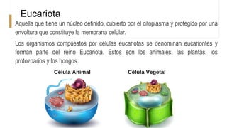 Eucariota
Aquella que tiene un núcleo definido, cubierto por el citoplasma y protegido por una
envoltura que constituye la membrana celular.
Los organismos compuestos por células eucariotas se denominan eucariontes y
forman parte del reino Eucariota. Estos son los animales, las plantas, los
protozoarios y los hongos.
 