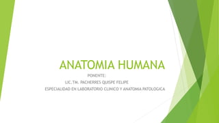 ANATOMIA HUMANA
PONENTE:
LIC.TM. PACHERRES QUISPE FELIPE
ESPECIALIDAD EN LABORATORIO CLINICO Y ANATOMIA PATOLOGICA
 