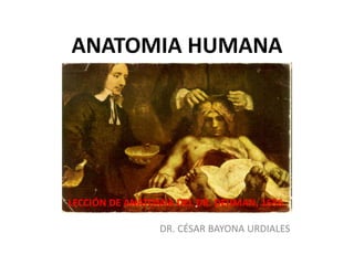 ANATOMIA HUMANA
LECCIÓN DE ANATOMIA DEL DR. DEIJMAN, 1656.
DR. CÉSAR BAYONA URDIALES
 
