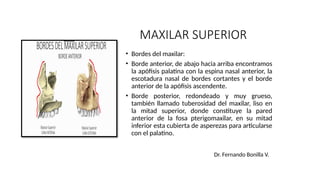Humindra Rex ANATOMIA HUMANA-Huesos de la Cara Rx.pptx