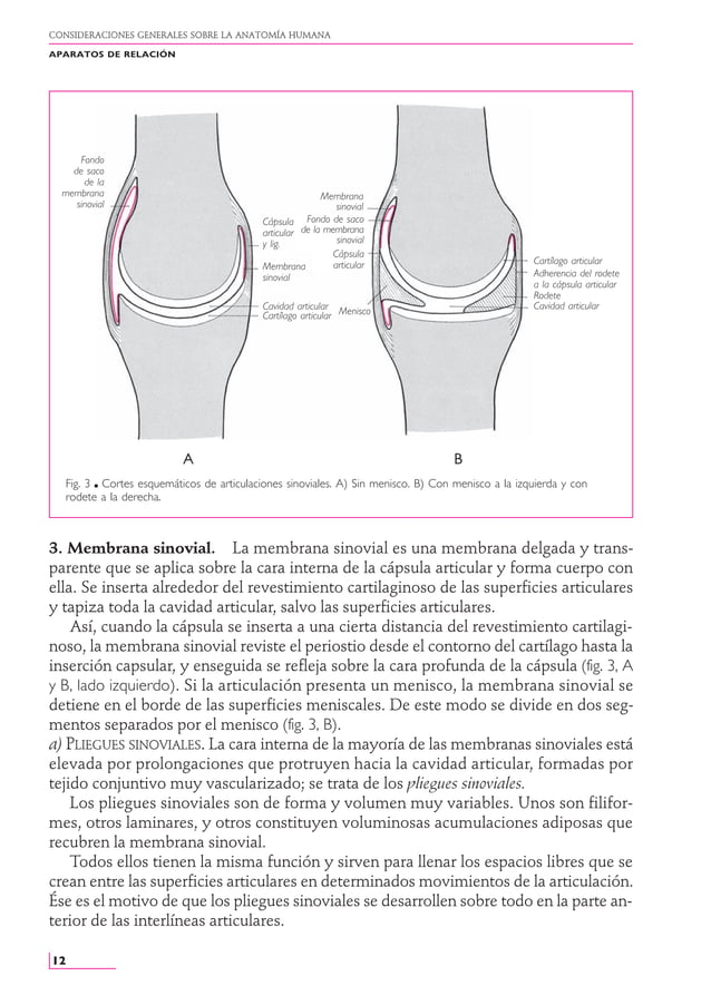 Anatomia Humana - Rouviere - Tomo 1 - 11va Edición.PDF