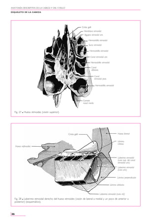 Anatomia Humana - Rouviere - Tomo 1 - 11va Edición.PDF