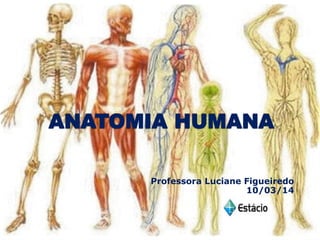 ANATOMIA HUMANA
Professora Luciane Figueiredo
10/03/14
 