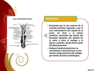 • Desciende por la cara externa de la
carótida primitiva izquierda y por la
cara anteroexterna del cayado de la
aorta, sin tocar a la arteria
subclavia, desciende por detrás del
bronquio izquierdo, por delante de
la aorta y entre el esófago y la
pleura y pulmón, donde forma parte
del plexo pulmonar.
• Debajo el pedículo pulmonar se
reconstituye y desciende por la cara
lateral y luego posterior del esófago,
por donde atraviesa el diafragma.
Izquierdo:
 