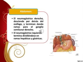 • El neumogástrico derecho,
desciende por detrás del
esófago, y terminan dando
ramas para el ganglio
semilunar derecho.
• El neumogástrico izquierdo
termina dividiéndose en
ramas hepáticas y gástricas.
Abdomen:
 