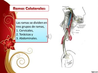 Las ramas se dividen en
tres grupos de ramas,
1. Cervicales,
2. Torácicas y
3. Abdominales.
 