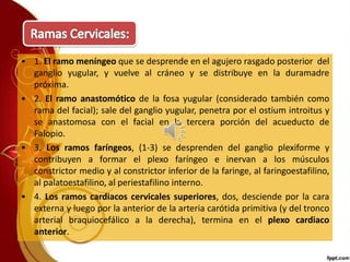 • 1. El ramo meníngeo que se desprende en el agujero rasgado posterior del
ganglio yugular, y vuelve al cráneo y se distribuye en la duramadre
próxima.
• 2. El ramo anastomótico de la fosa yugular (considerado también como
rama del facial); sale del ganglio yugular, penetra por el ostium introitus y
se anastomosa con el facial en la tercera porción del acueducto de
Falopio.
• 3. Los ramos faríngeos, (1-3) se desprenden del ganglio plexiforme y
contribuyen a formar el plexo faríngeo e inervan a los músculos
constrictor medio y al constrictor inferior de la faringe, al faringoestafilino,
al palatoestafilino, al periestafilino interno.
• 4. Los ramos cardiacos cervicales superiores, dos, desciende por la cara
externa y luego por la anterior de la arteria carótida primitiva (y del tronco
arterial braquiocefálico a la derecha), termina en el plexo cardiaco
anterior.
 