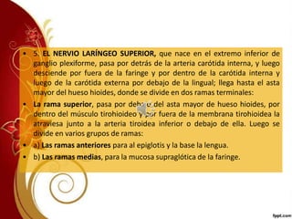 • 5. EL NERVIO LARÍNGEO SUPERIOR, que nace en el extremo inferior de
ganglio plexiforme, pasa por detrás de la arteria carótida interna, y luego
desciende por fuera de la faringe y por dentro de la carótida interna y
luego de la carótida externa por debajo de la lingual; llega hasta el asta
mayor del hueso hioides, donde se divide en dos ramas terminales:
• La rama superior, pasa por debajo del asta mayor de hueso hioides, por
dentro del músculo tirohioideo y por fuera de la membrana tirohioidea la
atraviesa junto a la arteria tiroidea inferior o debajo de ella. Luego se
divide en varios grupos de ramas:
• a) Las ramas anteriores para al epiglotis y la base la lengua.
• b) Las ramas medias, para la mucosa supraglótica de la faringe.
 