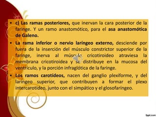 • c) Las ramas posteriores, que inervan la cara posterior de la
faringe. Y un ramo anastomótico, para el asa anastomótica
de Galeno.
• La rama inferior o nervio laríngeo externo, desciende por
fuera de la inserción del músculo constrictor superior de la
faringe, inerva al músculo cricotiroideo atraviesa la
membrana cricotiroidea y se distribuye en la mucosa del
ventrículo, y la porción infraglótica de la faringe.
• Los ramos carotídeos, nacen del ganglio plexiforme, y del
laríngeo superior, que contribuyen a formar el plexo
intercarotídeo, junto con el simpático y el glosofaríngeo.
 