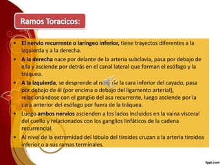 • El nervio recurrente o laríngeo inferior, tiene trayectos diferentes a la
izquierda y a la derecha.
• A la derecha nace por delante de la arteria subclavia, pasa por debajo de
ella y asciende por detrás en el canal lateral que forman el esófago y la
tráquea.
• A la izquierda, se desprende al nivel de la cara inferior del cayado, pasa
por debajo de él (por encima o debajo del ligamento arterial),
relacionándose con el ganglio del asa recurrente, luego asciende por la
cara anterior del esófago por fuera de la tráquea.
• Luego ambos nervios ascienden a los lados incluidos en la vaina visceral
del cuello y relacionados con los ganglios linfáticos de la cadena
recurrencial.
• Al nivel de la extremidad del lóbulo del tiroides cruzan a la arteria tiroidea
inferior o a sus ramas terminales.
 