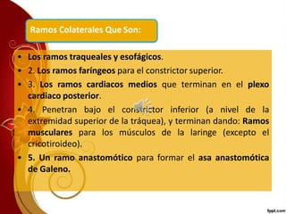 • Los ramos traqueales y esofágicos.
• 2. Los ramos faríngeos para el constrictor superior.
• 3. Los ramos cardiacos medios que terminan en el plexo
cardiaco posterior.
• 4. Penetran bajo el constrictor inferior (a nivel de la
extremidad superior de la tráquea), y terminan dando: Ramos
musculares para los músculos de la laringe (excepto el
cricotiroideo).
• 5. Un ramo anastomótico para formar el asa anastomótica
de Galeno.
Ramos Colaterales Que Son:
 