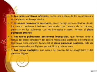 • 6. Los ramos cardiacos inferiores, nacen por debajo de los recurrentes y
van al plexo cardiaco posterior.
• 7. Los ramos pulmonares anteriores, nacen debajo de los anteriores (o de
los ramos cardiacos inferiores) descienden por delante de la tráquea,
penetran en los pulmones con los bronquios y vasos, forman el plexo
pulmonar anterior.
• 8. Los ramos pulmonares posteriores bronquiales, que forman junto a
ramas del plexo cardiaco y del centro mediastinal posterior del simpático
(primeros cinco ganglios torácicos) el plexo pulmonar posterior. Este da
ramos traqueales, esofágicos, pericárdicos y pulmonares.
• 9. Los ramos esofágicos, que nacen del tronco del neumogástrico y del
plexo esofágico.
 