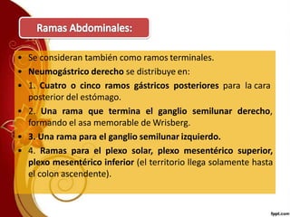 • Se consideran también como ramos terminales.
• Neumogástrico derecho se distribuye en:
• 1. Cuatro o cinco ramos gástricos posteriores para la cara
posterior del estómago.
• 2. Una rama que termina el ganglio semilunar derecho,
formando el asa memorable de Wrisberg.
• 3. Una rama para el ganglio semilunar izquierdo.
• 4. Ramas para el plexo solar, plexo mesentérico superior,
plexo mesentérico inferior (el territorio llega solamente hasta
el colon ascendente).
 