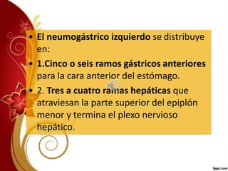 • El neumogástrico izquierdo se distribuye
en:
• 1.Cinco o seis ramos gástricos anteriores
para la cara anterior del estómago.
• 2. Tres a cuatro ramas hepáticas que
atraviesan la parte superior del epiplón
menor y termina el plexo nervioso
hepático.
 