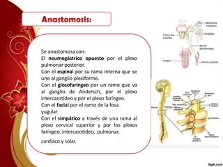 Se anastomosacon:
El neumogástrico opuesto por el plexo
pulmonar posterior.
Con el espinal por su rama interna que se
une al ganglio plexiforme.
Con el glosofaríngeo por un ramo que va
al ganglio de Andersch, por el plexo
intercarotídeo y por el plexo faríngeo.
Con el facial por el ramo de la fosa
yugular.
Con el simpático a través de una rama al
plexo cervical superior y por los plexos
faríngeo, intercarotídeo, pulmonar,
cardiaco y solar.
 