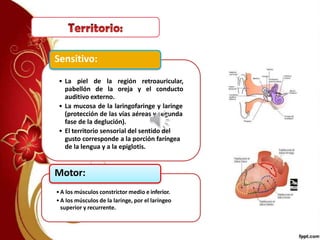 • La piel de la región retroauricular,
pabellón de la oreja y el conducto
auditivo externo.
• La mucosa de la laringofaringe y laringe
(protección de las vías aéreas y segunda
fase de la deglución).
• El territorio sensorial del sentido del
gusto corresponde a la porción faríngea
de la lengua y a la epiglotis.
Sensitivo:
•A los músculos constrictor medio e inferior.
•A los músculos de la laringe, por el laríngeo
superior y recurrente.
Motor:
 