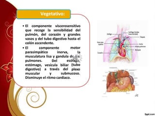 • El componente viscerosensitivo
que recoge la sensibilidad del
pulmón, del corazón y grandes
vasos y del tubo digestivo hasta el
colón ascendente.
• El componente
parasimpático inerva,
motor
la
musculatura lisa y gandula de los
esófago,
Del
vesícula biliar
a través del
(tubo
plexo
pulmones.
estómago,
digestivo)
muscular y submucoso.
Disminuye el ritmo cardiaco.
Vegetativo:
 