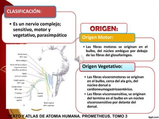 • Es un nervio complejo;
sensitivo, motor y
vegetativo,parasimpático
CLASIFICACIÓN:
Origen Motor:
• Las fibras motoras se originan en el
bulbo, del núcleo ambiguo por debajo
de las fibras del glosofaríngeo.
Origen Vegetativo:
• Las fibras visceromotoras se originan
en el bulbo, cerca del ala gris, del
núcleo dorsal o
cardioneumogastricoentérico.
• Las fibras viscerosensitiva, se originan
del termina en el bulbo en un núcleo
viscerosensitivo por delante del
dorsal.
TEXTO Y ATLAS DE ATOMIA HUMANA. PROMETHEUS. TOMO 3
 