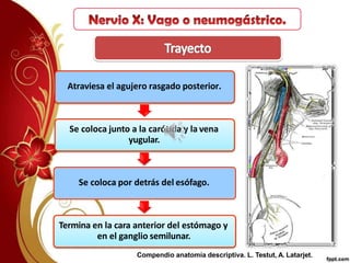 Atraviesa el agujero rasgado posterior.
Se coloca junto a la carótida y la vena
yugular.
Se coloca por detrás del esófago.
Termina en la cara anterior del estómago y
en el ganglio semilunar.
Compendio anatomía descriptiva. L. Testut, A. Latarjet.
 