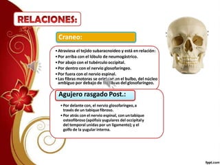 •Atraviesa el tejido subaracnoideo y está en relación:
•Por arriba con el lóbulo de neumogástrico.
•Por abajo con el tubérculo occipital.
•Por dentro con el nervio glosofaríngeo.
•Por fuera con el nervio espinal.
•Las fibras motoras se originan en el bulbo, del núcleo
ambiguo por debajo de las fibras del glosofaríngeo.
Craneo:
•Por delante con, el nervio glosofaríngeo,a
través de un tabique fibroso.
•Por atrás con el nervio espinal, con untabique
osteofibroso (apófisis yugulares del occipitaly
del temporal unidas por un ligamento); y el
golfo de la yugular interna.
Agujero rasgado Post.:
 