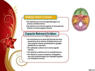 •Por delante con el nervio glosofaríngeo y la
arteria carótidainterna.
•Por detrás con el nervio espinal, el seno petroso
inferior y la vena yugular interna.
Debajo Base Craneo:
•Se encuentra en el canal que forman lascaras
posteriores de la arteria carótida interna y la
vena yugular interna presentando su ganglio
plexiforme se relaciona.
•Por adelante y afuera con la vena yugular
interna.
•Por delante y adentro con la carótidainterna.
•Por detrás lo cruzan el espinal, el hipogloso
que está anastomosado con el ganglioyugular
y el simpáticocervical.
Espacio Retroestiloideo:
 