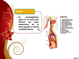 • El neumogástrico
sigue en el canal que
forman las caras
posteriores de la
vena yugular y arteria
carótida interna.
Cuello:
 