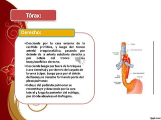 •Desciende por la cara externa de la
carótida primitiva, y luego del tronco
arterial braquiocefálico, pasando por
delante de la arteria subclavia derecha y
por detrás del tronco venoso
braquiocefálico derecho.
•Desciende luego por fuera de la tráquea
(cara derecha) y por dentro del cayado de
la vena ácigos. Luego pasa por el detrás
del bronquio derecho formando parte del
plexo pulmonar.
•Debajo del pedículo pulmonar se
reconstituye y desciende por la cara
lateral y luego la posterior del esófago,
por donde atraviesa el diafragma.
Derecho:
 