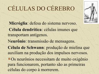 CÉLULAS DO CÉREBRO
Micróglia: defesa do sistema nervoso.
Célula dendrítica: células imunes que
transportam antígenos.
Neurônio: transmissão de mensagens.
Célula de Schwann: produção de mielina que
auxiliam na produção dos impulsos nervosos.
Os neurônios necessitam de muito oxigênio
para funcionarem, portanto são as primeiras
células do corpo à morrerem.
 