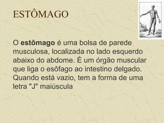 ESTÔMAGO
O estômago é uma bolsa de parede 
musculosa, localizada no lado esquerdo 
abaixo do abdome. É um órgão muscular 
que liga o esôfago ao intestino delgado. 
Quando está vazio, tem a forma de uma 
letra "J" maiúscula
 