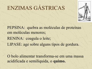 ENZIMAS GÁSTRICAS
PEPSINA: quebra as moléculas de proteínas
em moléculas menores;
RENINA: coagula o leite;
LIPASE: age sobre alguns tipos de gordura.
O bolo alimentar transforma-se em uma massa
acidificada e semilíquida, o quimo.
 