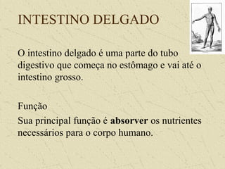 INTESTINO DELGADO
O intestino delgado é uma parte do tubo
digestivo que começa no estômago e vai até o
intestino grosso.
Função
Sua principal função é absorver os nutrientes
necessários para o corpo humano.
 