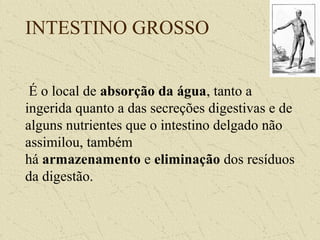INTESTINO GROSSO
É o local de absorção da água, tanto a
ingerida quanto a das secreções digestivas e de
alguns nutrientes que o intestino delgado não
assimilou, também
há armazenamento e eliminação dos resíduos
da digestão.
 