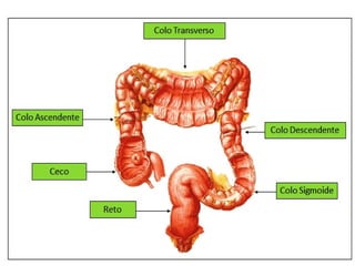 INTESTINO GROSSO
 