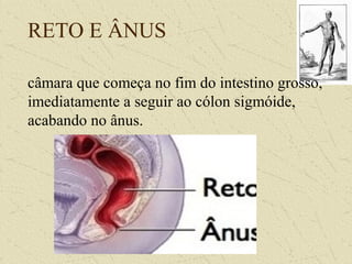 RETO E ÂNUS
câmara que começa no fim do intestino grosso,
imediatamente a seguir ao cólon sigmóide,
acabando no ânus.
 