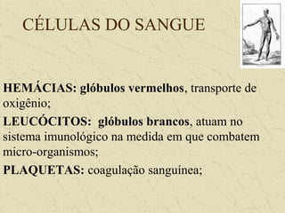 CÉLULAS DO SANGUE
HEMÁCIAS: glóbulos vermelhos, transporte de
oxigênio;
LEUCÓCITOS: glóbulos brancos, atuam no
sistema imunológico na medida em que combatem
micro-organismos;
PLAQUETAS: coagulação sanguínea;
 