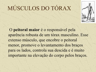 MÚSCULOS DO TÓRAX
O peitoral maior é o responsável pela
aparência robusta de um tórax masculino. Esse
extenso músculo, que encobre o peitoral
menor, promove o levantamento dos braços
para os lados, controla sua descida e é muito
importante na elevação do corpo pelos braços.
 