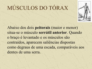 MÚSCULOS DO TÓRAX
Abaixo dos dois peitorais (maior e menor)
situa-se o músculo serrátil anterior. Quando
o braço é levantado e os músculos são
contraídos, aparecem saliências dispostas
como degraus de uma escada, comparáveis aos
dentes de uma serra.
 