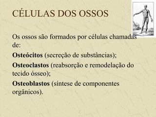 CÉLULAS DOS OSSOS
Os ossos são formados por células chamadas
de:
Osteócitos (secreção de substâncias);
Osteoclastos (reabsorção e remodelação do
tecido ósseo);
Osteoblastos (síntese de componentes
orgânicos).
 