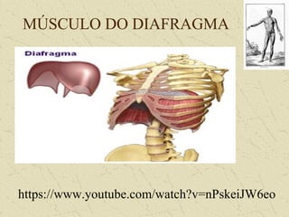 MÚSCULO DO DIAFRAGMA
https://www.youtube.com/watch?v=nPskeiJW6eo
 