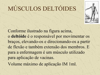 MÚSCULOS DELTÓIDES
Conforme ilustrado na figura acima,
o deltóide é o responsável por movimentar os
braços, elevando-os e direcionando-os a partir
de flexão e também extensão dos membros. E
para a enfermagem é um músculo utilizado
para aplicação de vacinas.
Volume máximo de aplicação IM 1ml.
 
